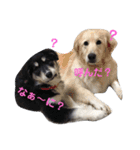 犬 Crystal Dogs出身のわんこたち2（個別スタンプ：10）