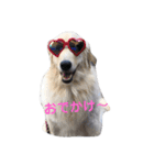 犬 Crystal Dogs出身のわんこたち2（個別スタンプ：11）