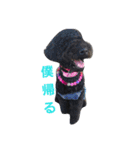 犬 Crystal Dogs出身のわんこたち2（個別スタンプ：12）