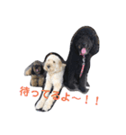 犬 Crystal Dogs出身のわんこたち2（個別スタンプ：14）