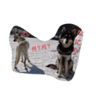 犬 Crystal Dogs出身のわんこたち2（個別スタンプ：15）