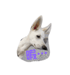 犬 Crystal Dogs出身のわんこたち2（個別スタンプ：16）
