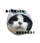 ニャンズ三姉妹その2（個別スタンプ：6）