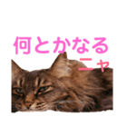 りんごスタンプ第4弾（個別スタンプ：6）