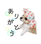 チワワのコロ助,柴犬のラム（個別スタンプ：3）