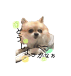 チワワのコロ助,柴犬のラム（個別スタンプ：12）