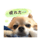 チワワのコロ助,柴犬のラム（個別スタンプ：17）
