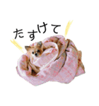 チワワのコロ助,柴犬のラム（個別スタンプ：20）