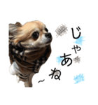 チワワのコロ助,柴犬のラム（個別スタンプ：23）
