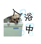 チワワのコロ助,柴犬のラム（個別スタンプ：25）