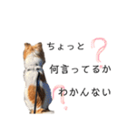 チワワのコロ助,柴犬のラム（個別スタンプ：27）