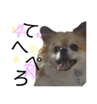チワワのコロ助,柴犬のラム（個別スタンプ：29）