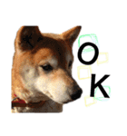 チワワのコロ助,柴犬のラム（個別スタンプ：33）