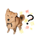 チワワのコロ助,柴犬のラム（個別スタンプ：40）