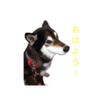 コタ日和（個別スタンプ：3）