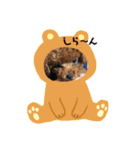 りくのごあいさつ（個別スタンプ：11）