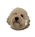 愛犬らぶり＆アーサーのスタンプ第4弾（個別スタンプ：1）