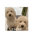 愛犬らぶり＆アーサーのスタンプ第4弾（個別スタンプ：3）