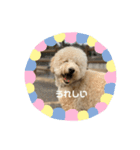 愛犬らぶり＆アーサーのスタンプ第4弾（個別スタンプ：6）