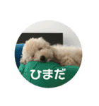 愛犬らぶり＆アーサーのスタンプ第4弾（個別スタンプ：14）