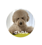 愛犬らぶり＆アーサーのスタンプ第4弾（個別スタンプ：16）