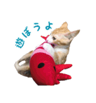 愛猫すもも（個別スタンプ：1）