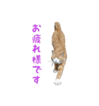 愛猫すもも（個別スタンプ：5）