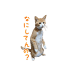 愛猫すもも（個別スタンプ：11）