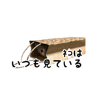 愛猫すもも（個別スタンプ：14）