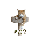 愛猫すもも（個別スタンプ：17）