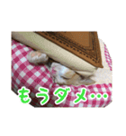 愛猫すもも（個別スタンプ：19）
