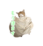 愛猫すもも（個別スタンプ：20）