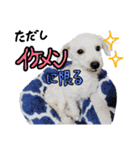 トイプードルのチッチとコタロウ4（個別スタンプ：13）