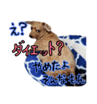 トイプードルのチッチとコタロウ4（個別スタンプ：14）