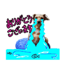 トイプードルのチッチとコタロウ4（個別スタンプ：29）