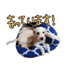 トイプードルのチッチとコタロウ4（個別スタンプ：37）