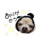 ぶさかわ犬❤️（個別スタンプ：1）