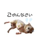 ぶさかわ犬❤️（個別スタンプ：3）