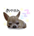 ぶさかわ犬❤️（個別スタンプ：4）