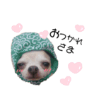 ぶさかわ犬❤️（個別スタンプ：5）