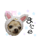 ぶさかわ犬❤️（個別スタンプ：6）