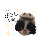 ぶさかわ犬❤️（個別スタンプ：7）