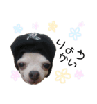 ぶさかわ犬❤️（個別スタンプ：8）