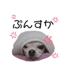 ぶさかわ犬❤️（個別スタンプ：9）