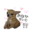 ぶさかわ犬❤️（個別スタンプ：10）