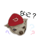 ぶさかわ犬❤️（個別スタンプ：11）