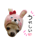 ぶさかわ犬❤️（個別スタンプ：16）