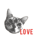 l love❤ニャンズ（個別スタンプ：4）