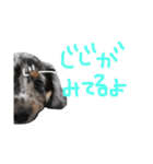 ベビージジ(ダックス シルバーダップル)（個別スタンプ：1）