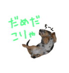 ベビージジ(ダックス シルバーダップル)（個別スタンプ：6）
